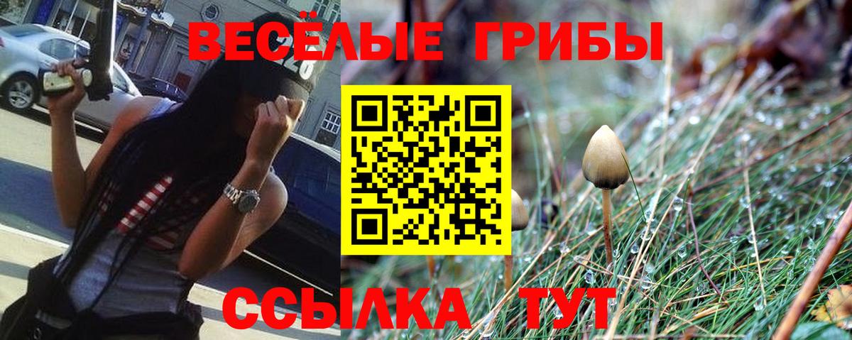 Галлюциногенные грибы Psilocybe Можайск